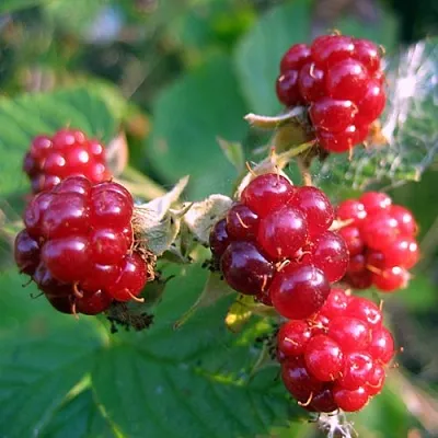 Княженика АСТРА  Княженика АСТРА в Санкт-Петербурге