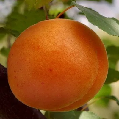 Абрикос ОЛИМП  Абрикос ОЛИМП в Санкт-Петербурге