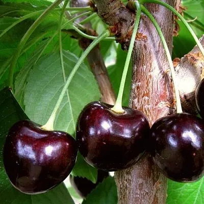 Черешня ДОНЕЦКИЙ УГОЛЁК в Санкт-Петербурге