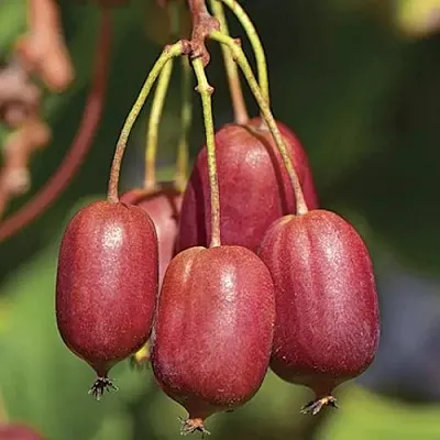 Актинидия СКАРЛЕТ СЕПТЕМБЕР аргута  Актинидия СКАРЛЕТ СЕПТЕМБЕР аргута в Санкт-Петербурге