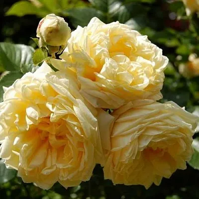 Саженцы роз НАДЯ МЕЙДИЛАНД почвопокровная  Саженцы роз НАДЯ МЕЙДИЛАНД почвопокровная в Санкт-Петербурге