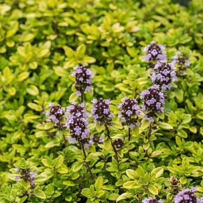 Тимьян АУРЕУС лимоннопахнущий  Тимьян АУРЕУС лимоннопахнущий в Санкт-Петербурге