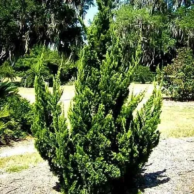 Можжевельник КАЙЗУКА китайский  Можжевельник КАЙЗУКА китайский в Санкт-Петербурге