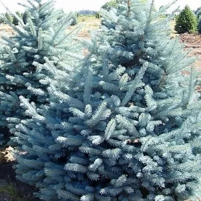 Ель ГЛАУКА колючая в Санкт-Петербурге