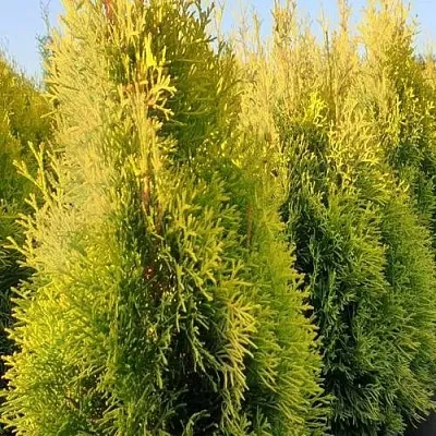 Туя ГОЛДЕН СМАРАГД западная  Туя ГОЛДЕН СМАРАГД западная в Санкт-Петербурге