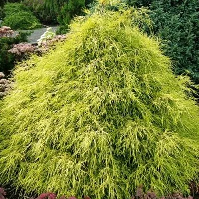 Кипарисовик ФИЛИФЕРА АУРЕА горохоплодный  Кипарисовик ФИЛИФЕРА АУРЕА горохоплодный в Санкт-Петербурге