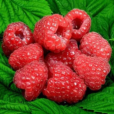 Саженцы малины оптом в Санкт-Петербурге