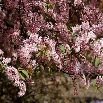 Черемуха  Черемуха в Санкт-Петербурге