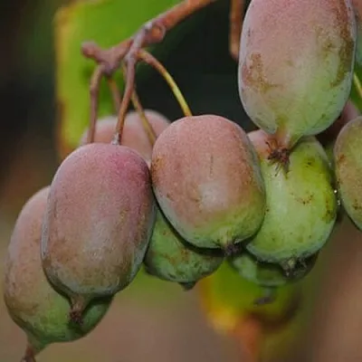 саженцы актинидии саженцы актинидии