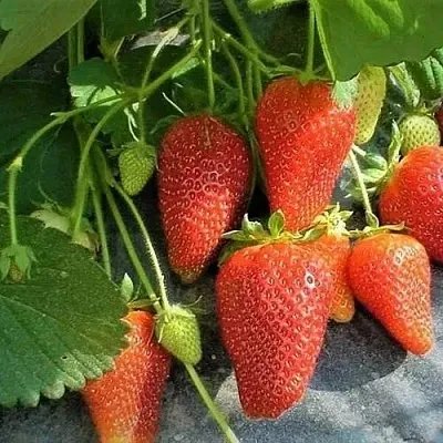 Клубника РОКСАНА  Клубника РОКСАНА в Санкт-Петербурге