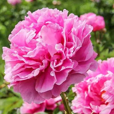 Пион АЛЕКСАНДР ФЛЕМИНГ травянистый  Пион АЛЕКСАНДР ФЛЕМИНГ травянистый в Санкт-Петербурге