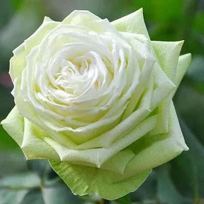 Саженцы роз ВАКАНА японская  Саженцы роз ВАКАНА японская в Санкт-Петербурге