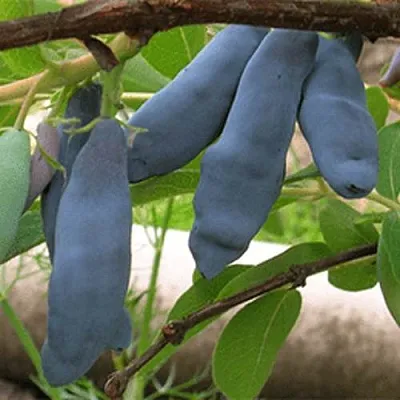 Жимолость съедобная ЛЕНИНГРАДСКИЙ ВЕЛИКАН  Жимолость съедобная ЛЕНИНГРАДСКИЙ ВЕЛИКАН в Санкт-Петербурге