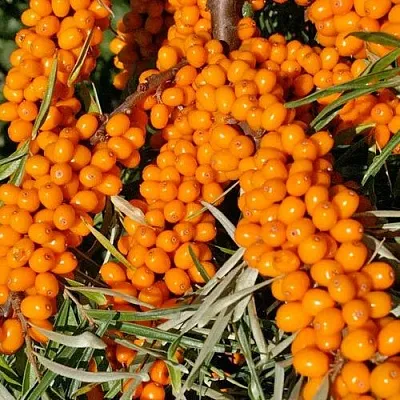 Облепиха ЕЛИЗАВЕТА  Облепиха ЕЛИЗАВЕТА в Санкт-Петербурге