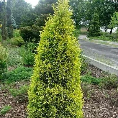 Можжевельник ГОЛД КОН обыкновенный  Можжевельник ГОЛД КОН обыкновенный в Санкт-Петербурге