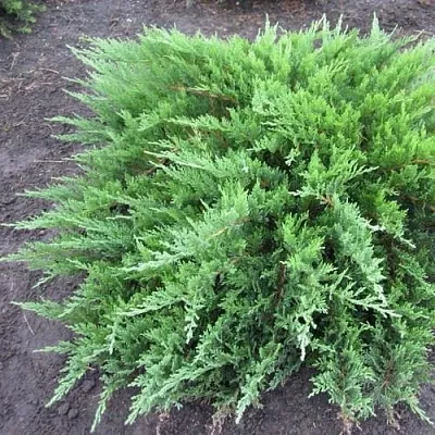 Можжевельник ТАМАРИСЦИФОЛИЯ казацкий  Можжевельник ТАМАРИСЦИФОЛИЯ казацкий в Санкт-Петербурге