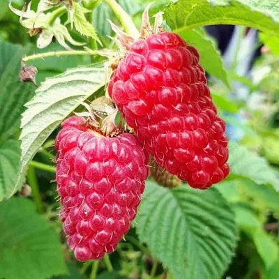 Малина ПШЕХИБА  Малина ПШЕХИБА в Санкт-Петербурге