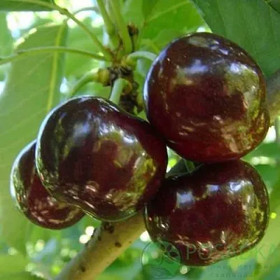 Черешня СВИТХАРТ  Черешня СВИТХАРТ в Санкт-Петербурге