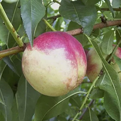 ПИЧЕРИН  ПИЧЕРИН в Санкт-Петербурге