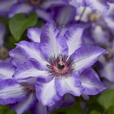 Клематис МОНИНГ СКАЙ  Клематис МОНИНГ СКАЙ в Санкт-Петербурге