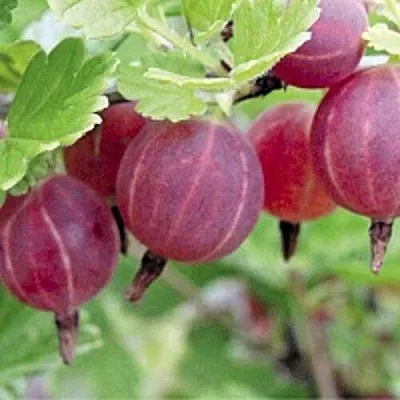 Крыжовник РАВОЛТ  Крыжовник РАВОЛТ в Санкт-Петербурге