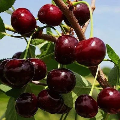 Вишня РОВЕСНИЦА в Санкт-Петербурге