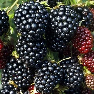 Ежевика ЭВЕРГРИН бесшипная  Ежевика ЭВЕРГРИН бесшипная в Санкт-Петербурге