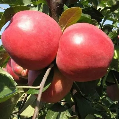Яблоня ЗАСЛАВСКОЕ в Санкт-Петербурге