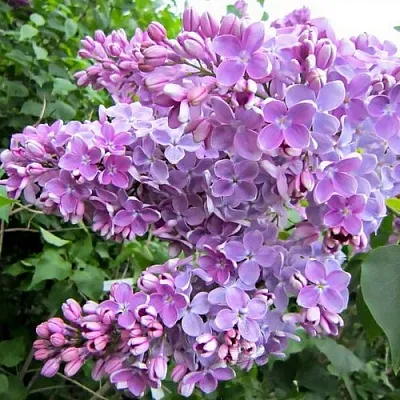 Сирень ОЛЯ  Сирень ОЛЯ в Санкт-Петербурге