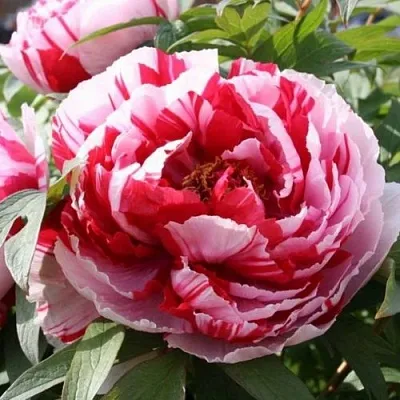 Пион РЕД ВИЗ ПИНК древовидный  Пион РЕД ВИЗ ПИНК древовидный в Санкт-Петербурге