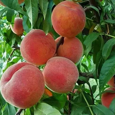 Персик САНКРЕСТ  Персик САНКРЕСТ в Санкт-Петербурге