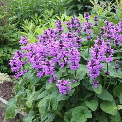 Буквица крупноцветковая  Буквица крупноцветковая в Санкт-Петербурге