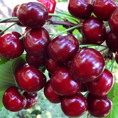 Вишня ЖУКОВСКАЯ в Санкт-Петербурге