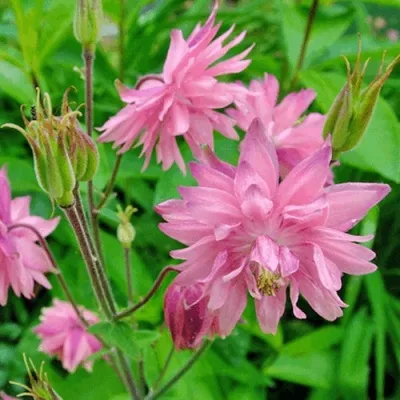 Аквилегия БАРЛОУ ПИНК гибрид МакКаны — описание сорта Аквилегия БАРЛОУ ПИНК гибрид МакКаны в Санкт-Петербурге