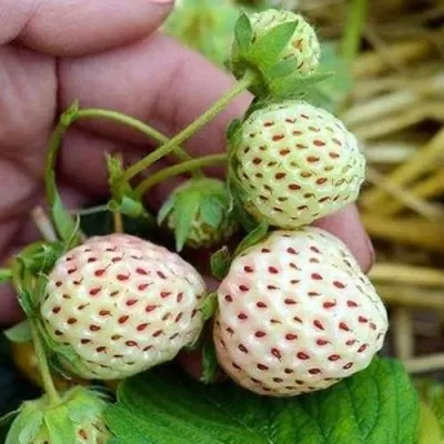 Клубника АНАНАСА ремонтантная — описание сорта Клубника АНАНАСА ремонтантная в Санкт-Петербурге