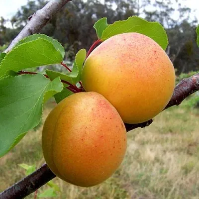 Абрикос ОРЛОВЧАНИН  Абрикос ОРЛОВЧАНИН в Санкт-Петербурге