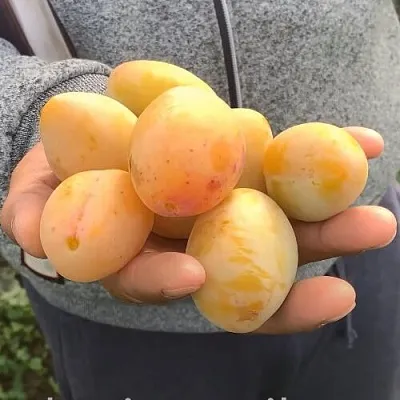 Слива ЯХОНТОВАЯ  Слива ЯХОНТОВАЯ в Санкт-Петербурге