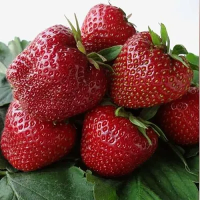 Клубника НАБИЛА  Клубника НАБИЛА в Санкт-Петербурге