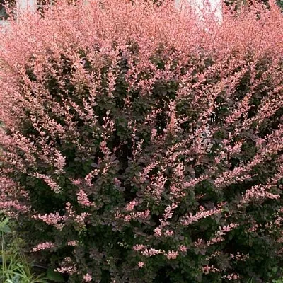 Барбарис РОУЗ ГЛОУ тунберга в Санкт-Петербурге