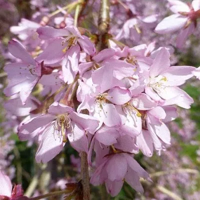 Сакура ПЕНДУЛА РУБРА в Санкт-Петербурге