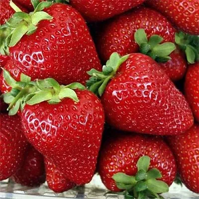 Клубника СКАЛА  Клубника СКАЛА в Санкт-Петербурге