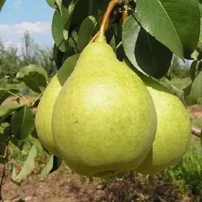 Груша МЕДОВАЯ колонновидная  Груша Медовая Колонновидная в Санкт-Петербурге