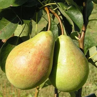 Груша ДУХМЯНАЯ  Груша ДУХМЯНАЯ в Санкт-Петербурге