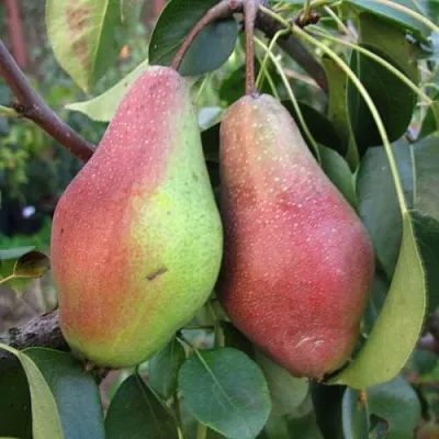 Груша ЯКОВЛЕВСКАЯ в Санкт-Петербурге