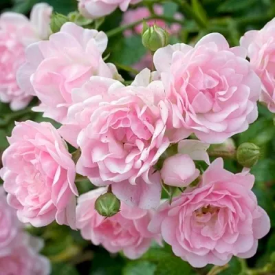 Саженцы роз ЗЕ ФЕЙРИ почвопокровная  Саженцы роз ЗЕ ФЕЙРИ почвопокровная в Санкт-Петербурге