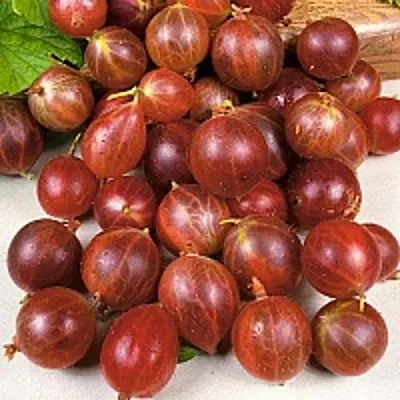 Крыжовник ОЛАВИ (ХИННОНМАЕН ПУНАЙНЕН)  Крыжовник ОЛАВИ (ХИННОНМАЕН ПУНАЙНЕН) в Санкт-Петербурге