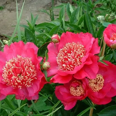 Пион БАРРИНГТОН БЕЛЬ травянистый  Пион БАРРИНГТОН БЕЛЬ травянистый в Санкт-Петербурге