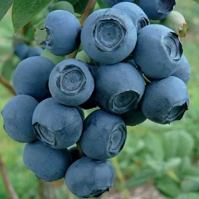 Голубика РУБЕЛ  Голубика РУБЕЛ в Санкт-Петербурге