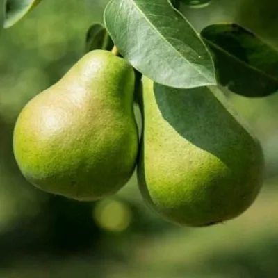 Груша Г-1 колонновидная  Груша Г-1 колонновидная в Санкт-Петербурге