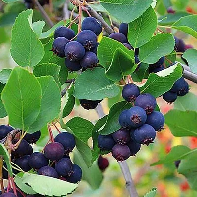 Ирга THIESSEN в Санкт-Петербурге